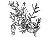 Cypress (Cupressus cempervirens)